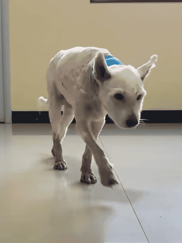Small dog walking cautiously indoors, exploring with curiosity and adorable focus.
