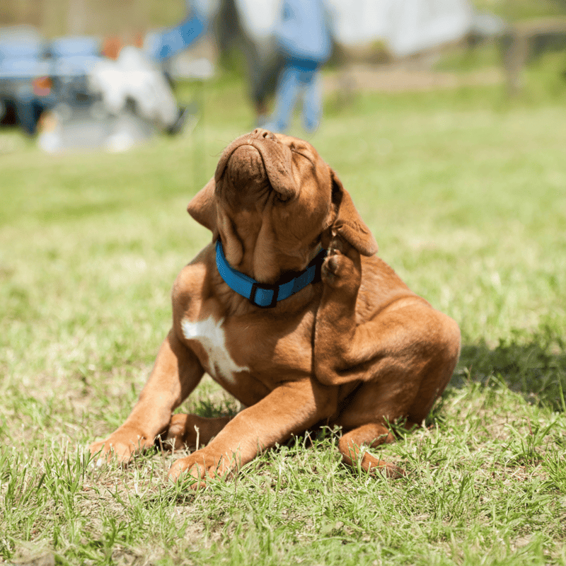 Dog scratching ear while sitting on grass field, enjoying sunny day outside.
