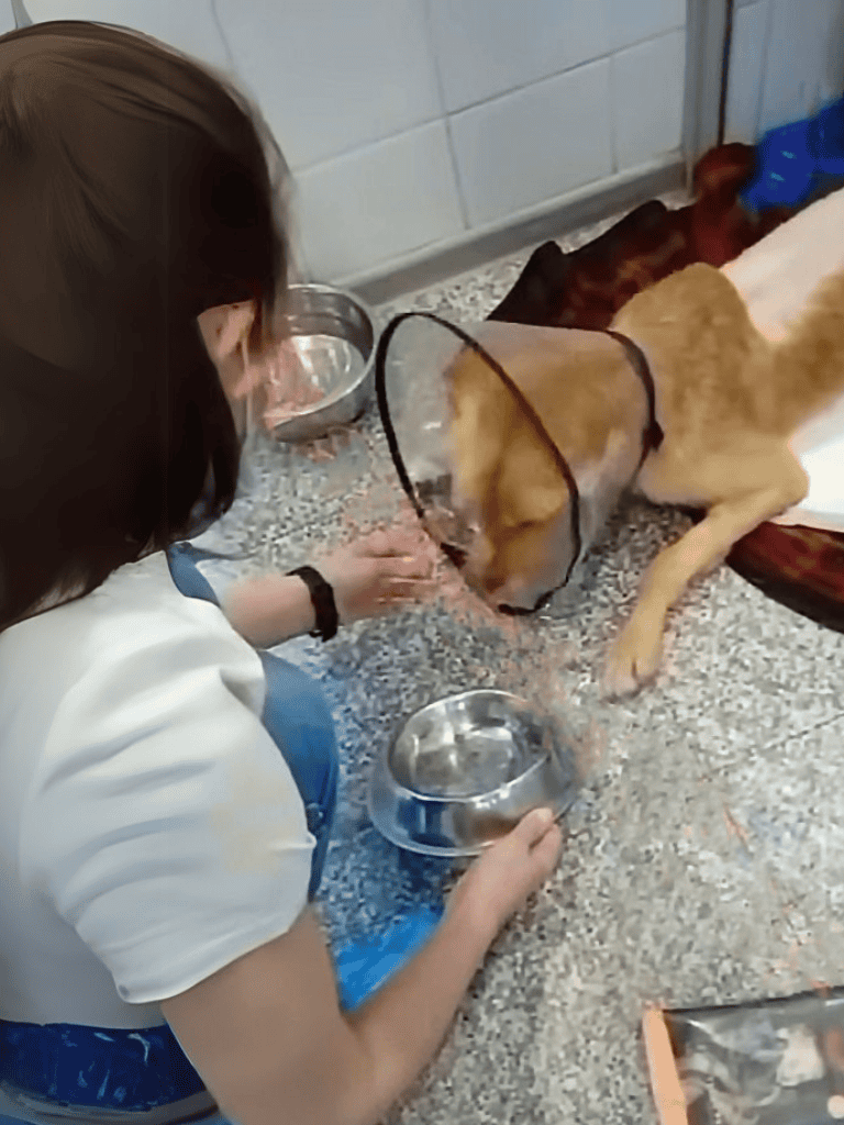 Cute puppy receiving veterinary care with a protective cone.