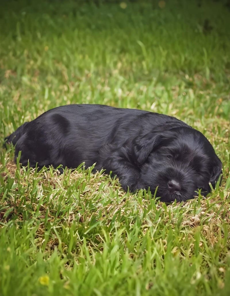 Adorable black puppy lying on lush grass, perfect for pet care and training tips.