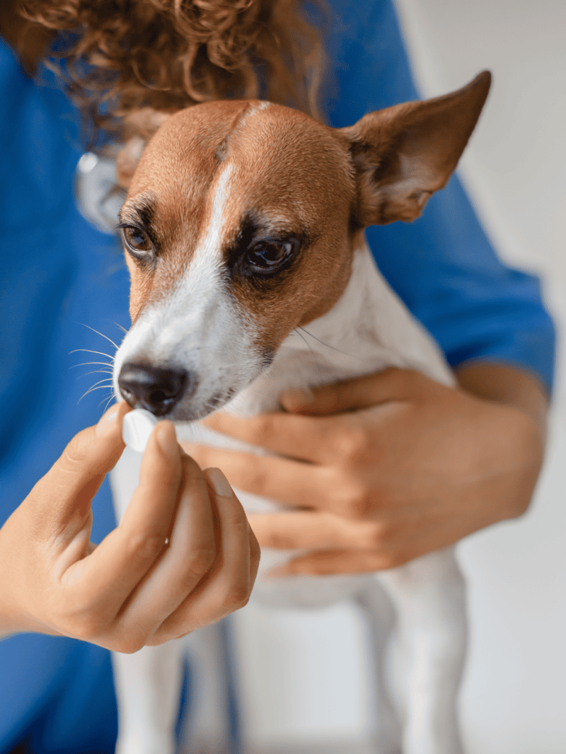 Alt text: Veterinarian administering oral medication to a small dog in a clinic.