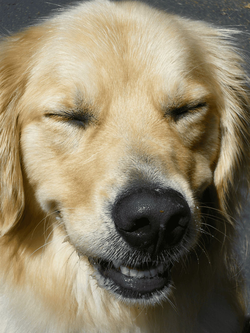 Golden retriever enjoying outdoors, close-up of dog face with closed eyes.