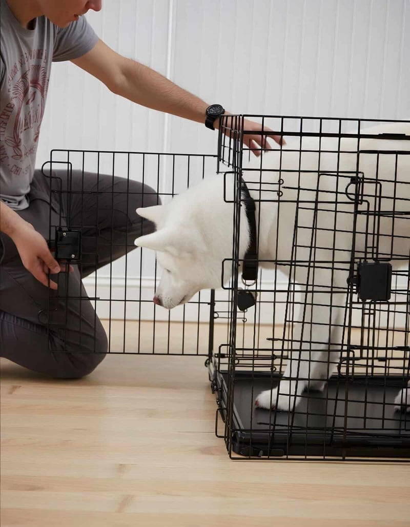 Dog crate training, husky, indoor pet crate, dog safety, dog training tools, pet care.