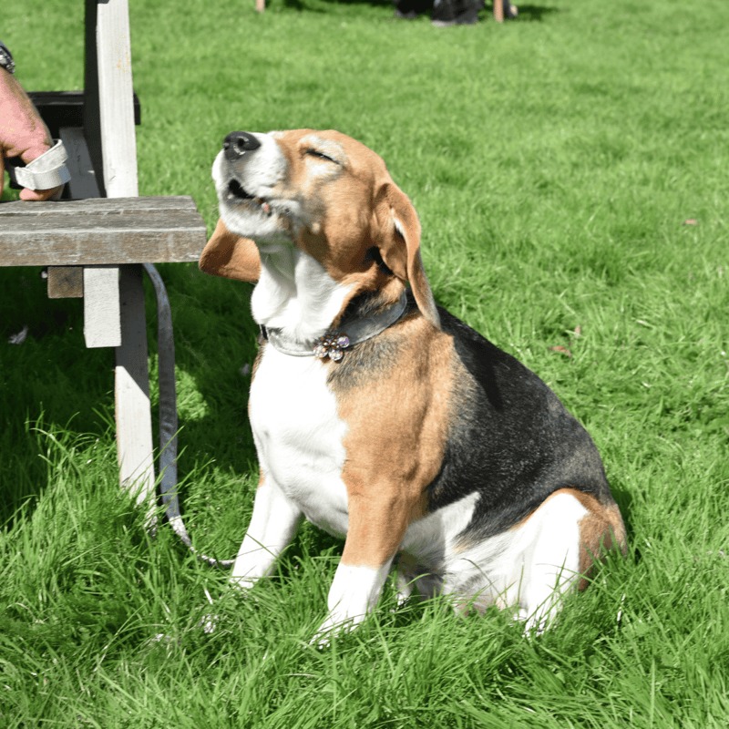 Adorable basset hound dog sitting on green grass, smiling with closed eyes under sunlight.