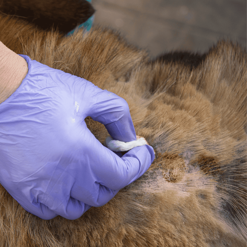 Vet applying flea medication to a cat’s skin.