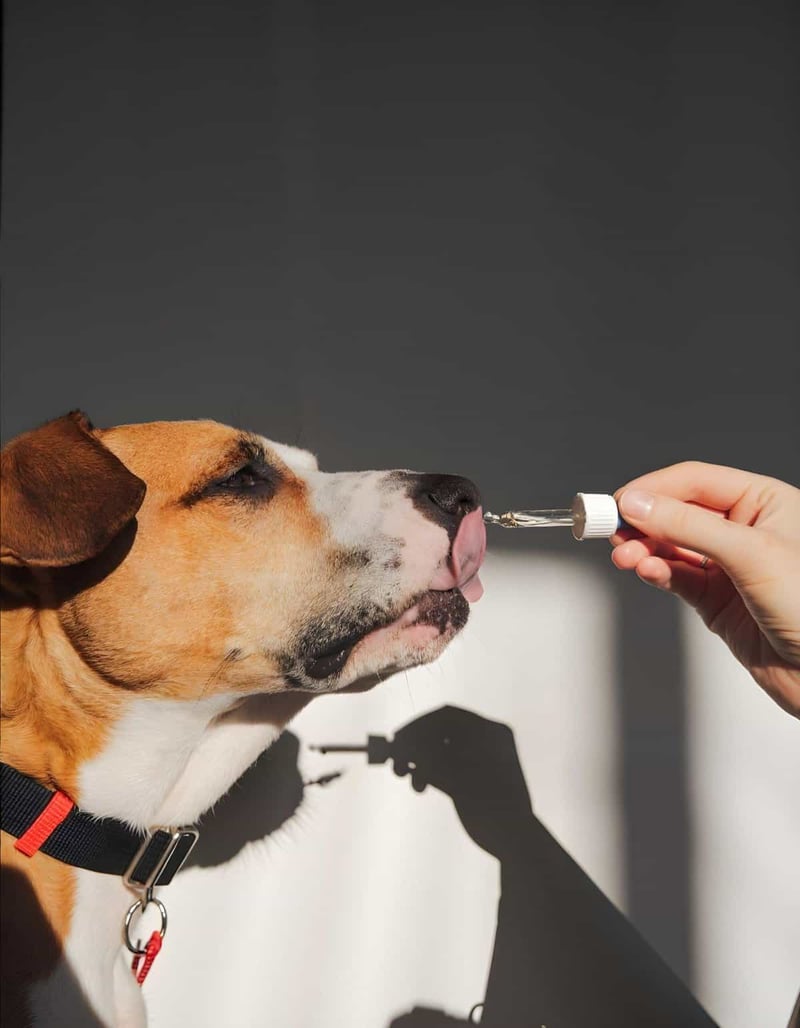 Dog receiving oral supplement from dropper. Professional pet health and wellness services.