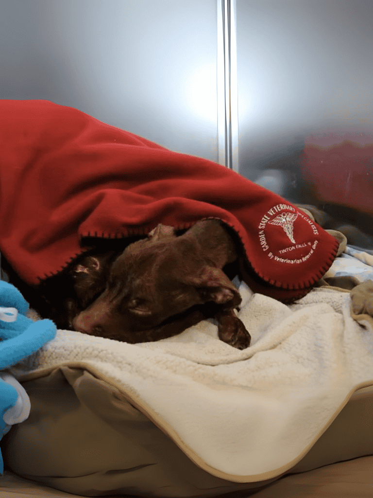 Dog lying under red blanket in veterinary shelter.