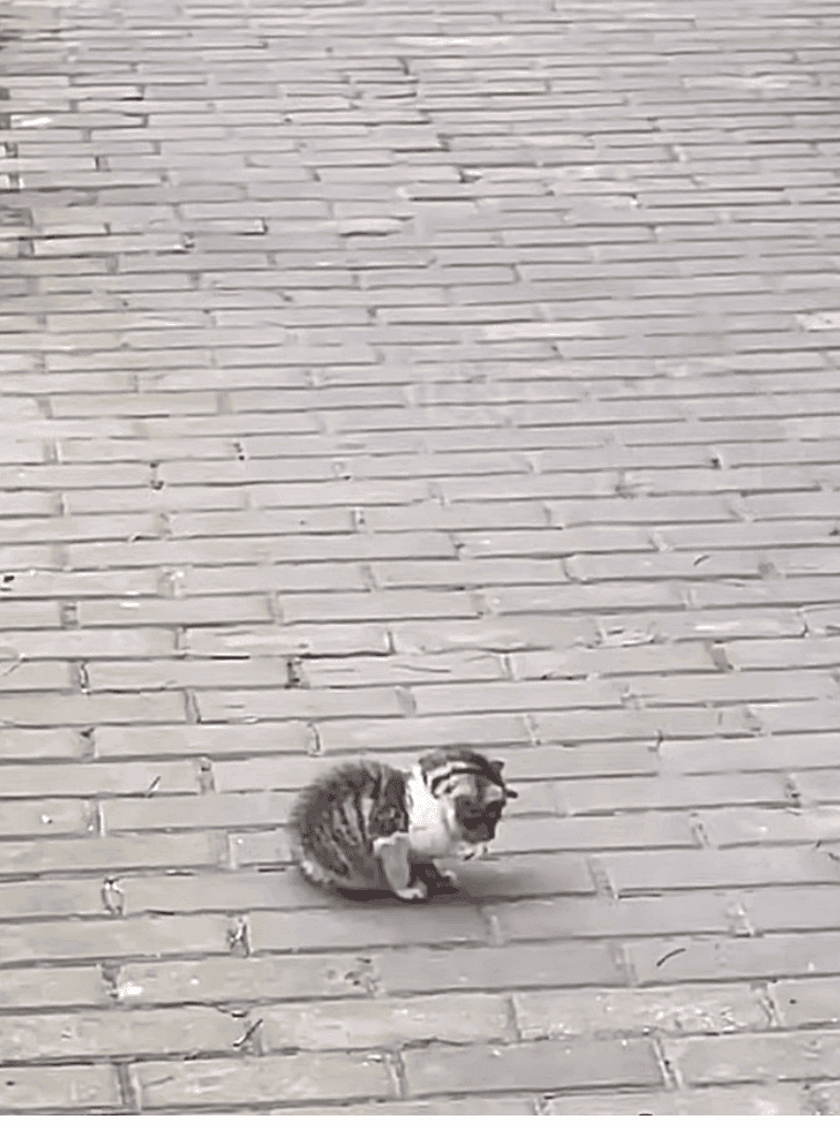 Adorable kitten relaxing on brick patio in black and white image.