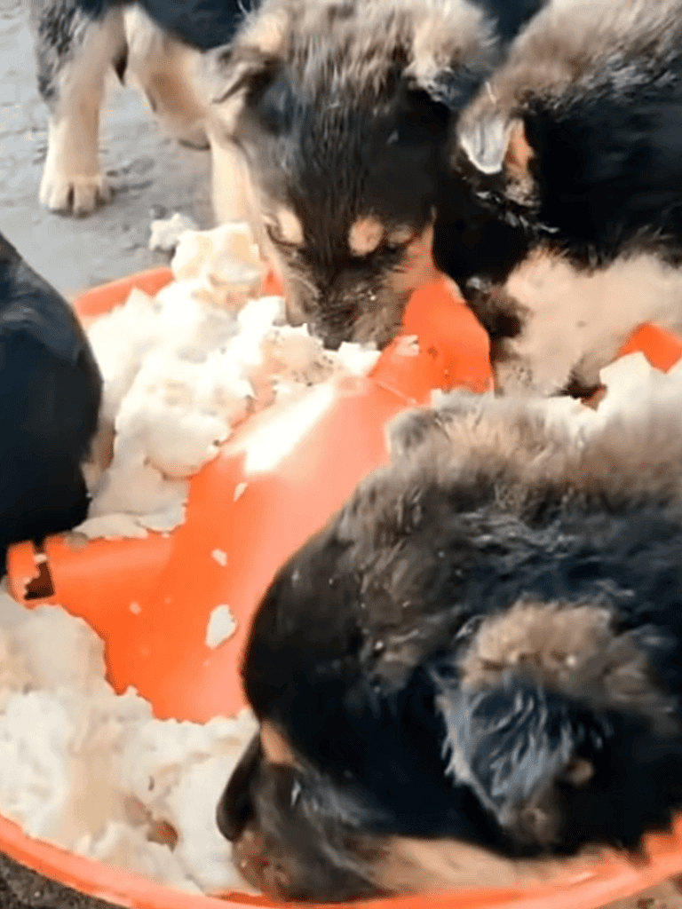 Cute puppies eating from a bowl of food.