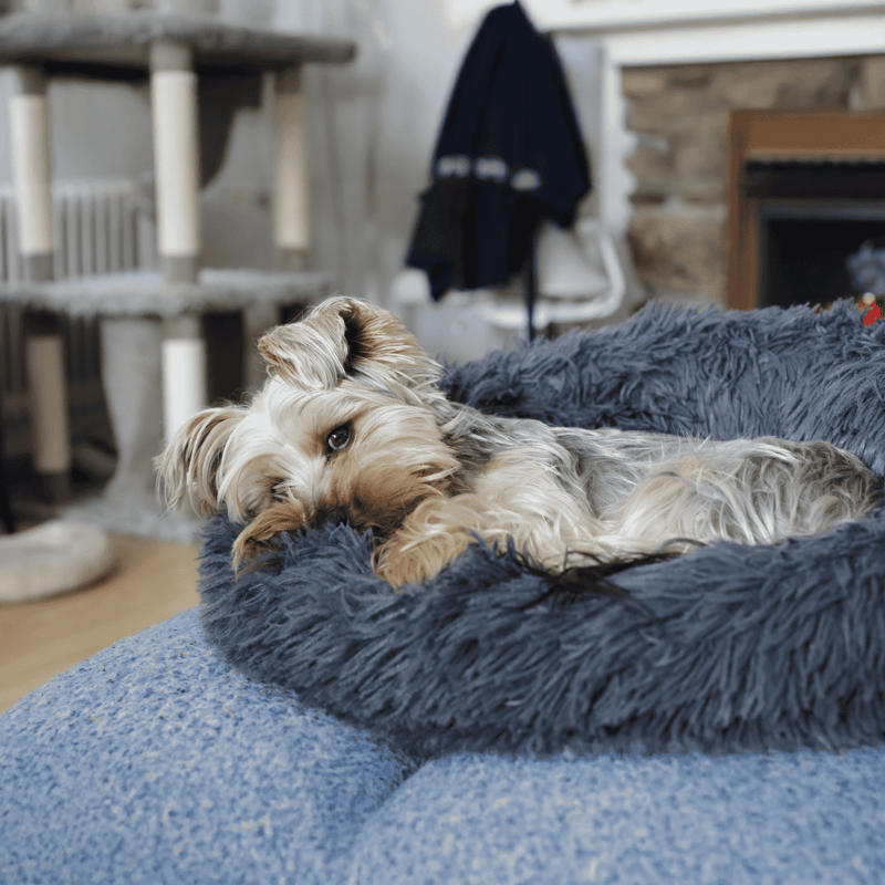 Adorable small dog resting on a plush, furry blanket indoors.