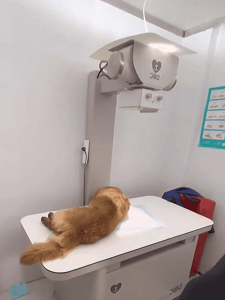 Dog at the veterinary clinic for health checkup.