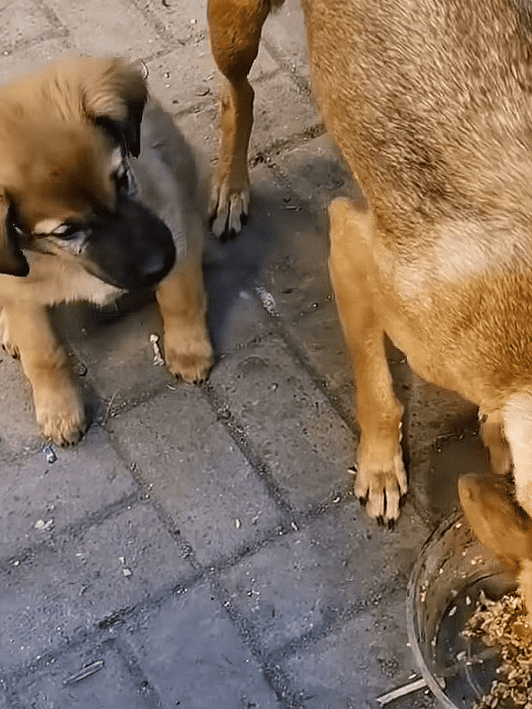 Adorable puppy curiously meeting a big, friendly dog outdoors.
