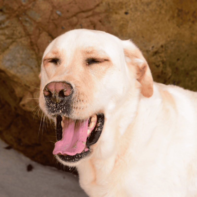 Yawning dog relaxing outdoors, happy pet, furry friend.