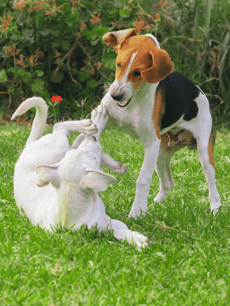 Dog playing with puppies outdoors, joyful pet interaction in lush green garden.