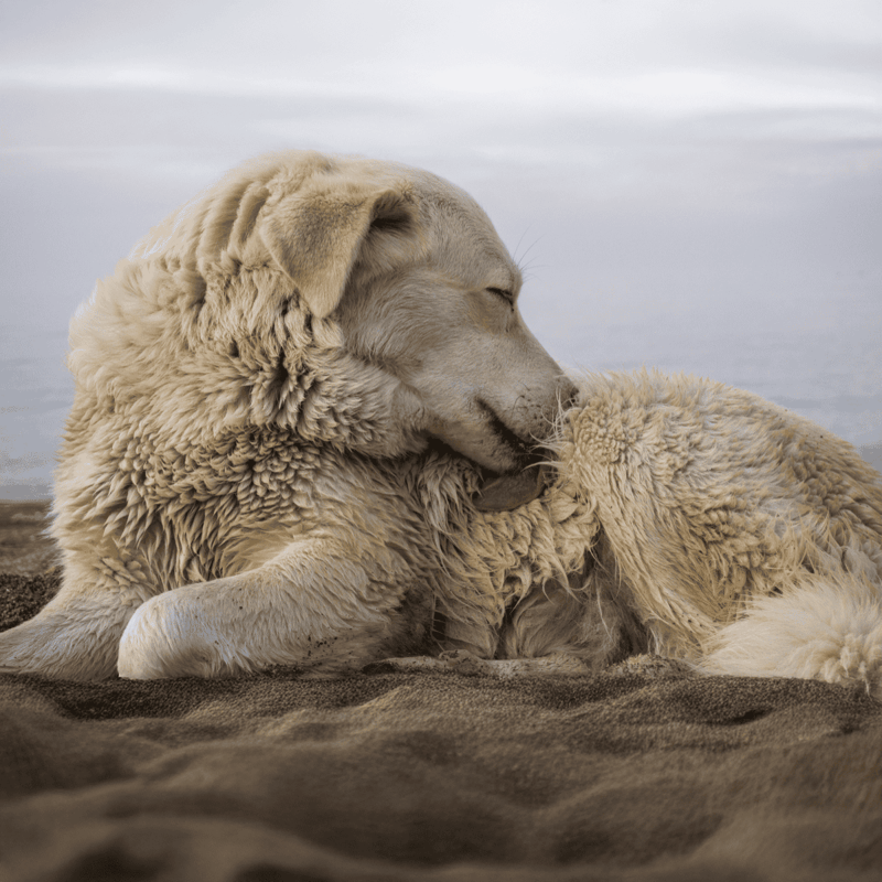 Comfortable dog relaxing by the seaside, showing peaceful and content demeanor.