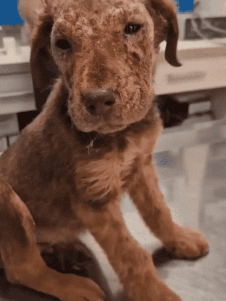 Adorable brown puppy sitting indoors, looking at camera, in a veterinary or home setting.
