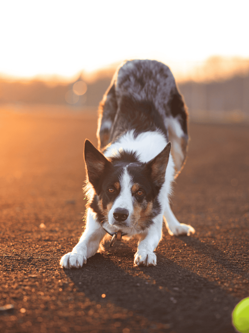 Adorable Border Collie stretching outdoors during sunset, showing playful and energetic behavior.
