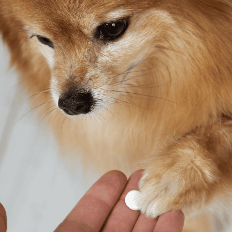 Close-up of a puppy's face during a health check, with a hand holding medication pill near its paw for pet health.