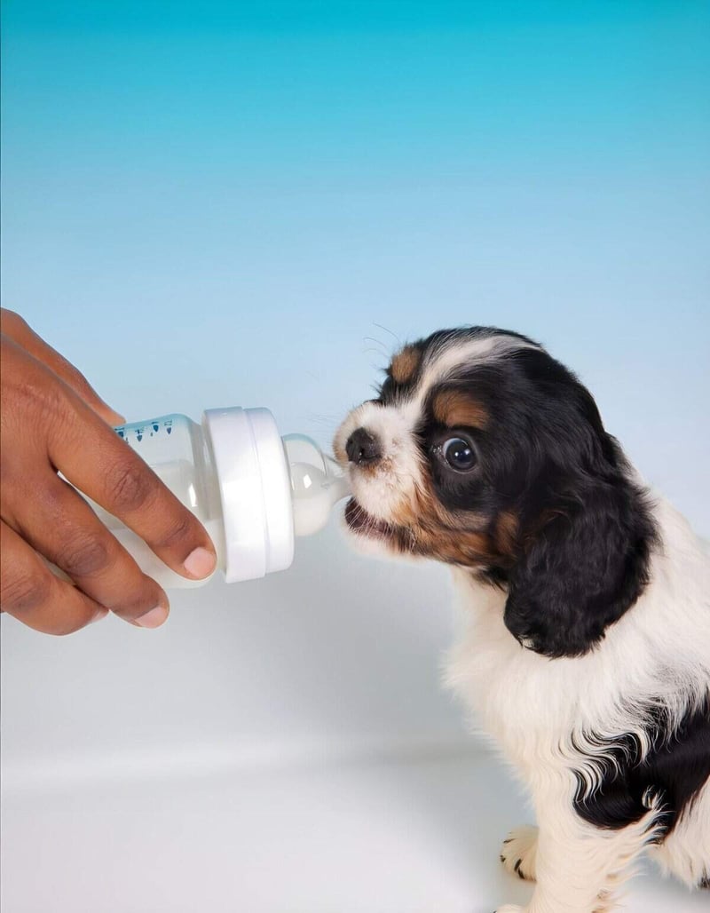 Adorable tricolor puppy drinking from a baby bottle, highlighting dog feeding services.