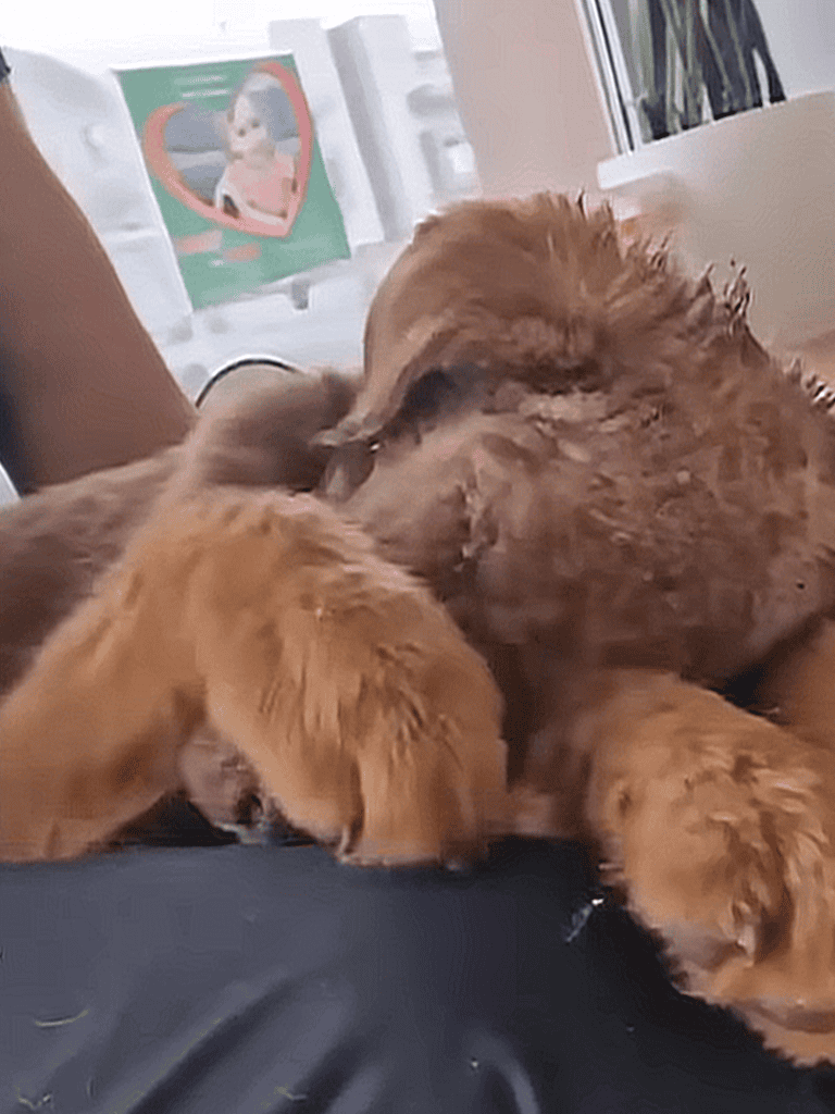Cute golden retriever puppies playing together.