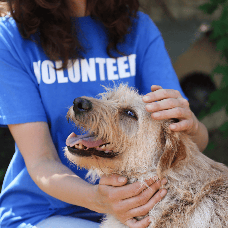 Caring volunteer with a dog in an animal shelter environment.