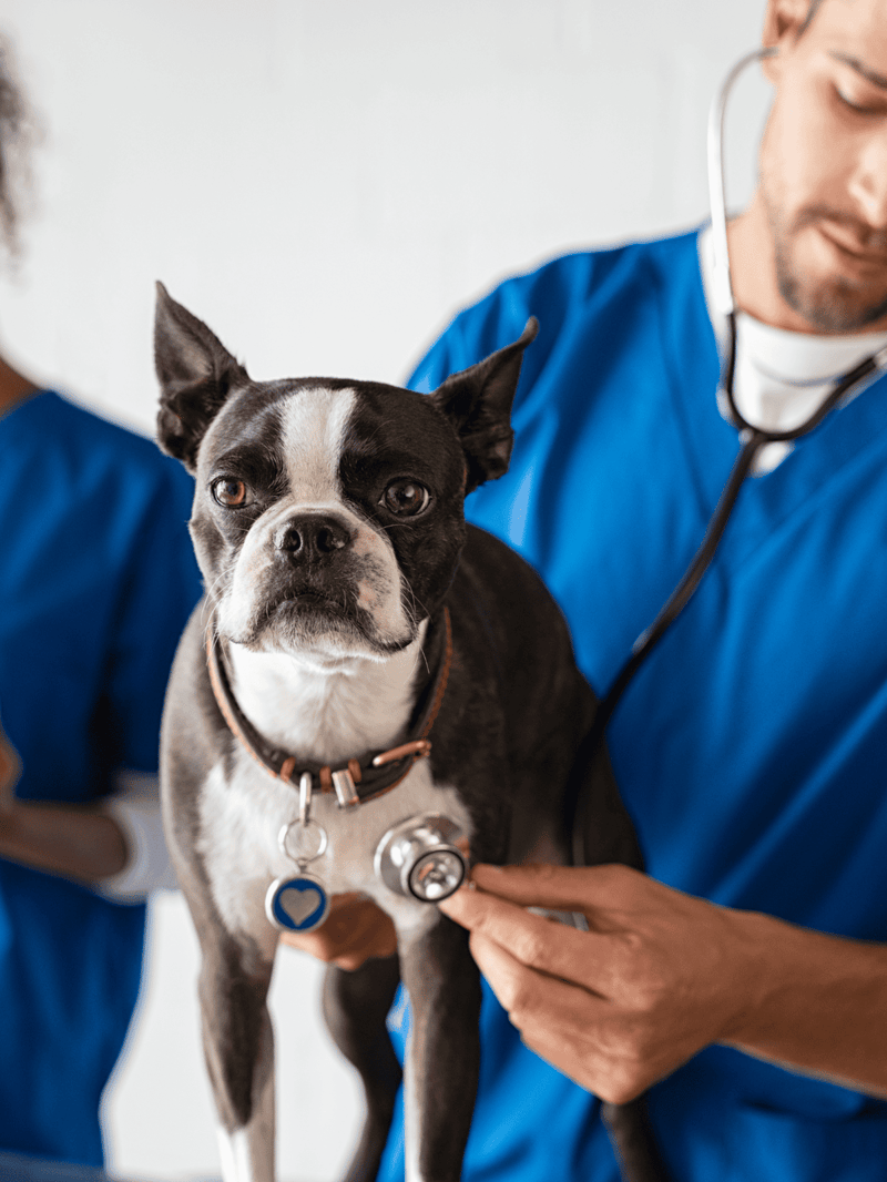 Veterinarian examining a Boston Terrier dog with stethoscope.