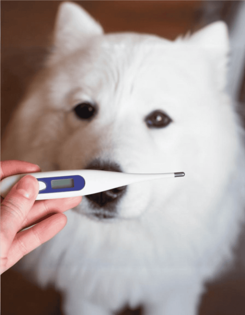 Alt text: White fluffy dog being checked with thermometer for health monitoring.