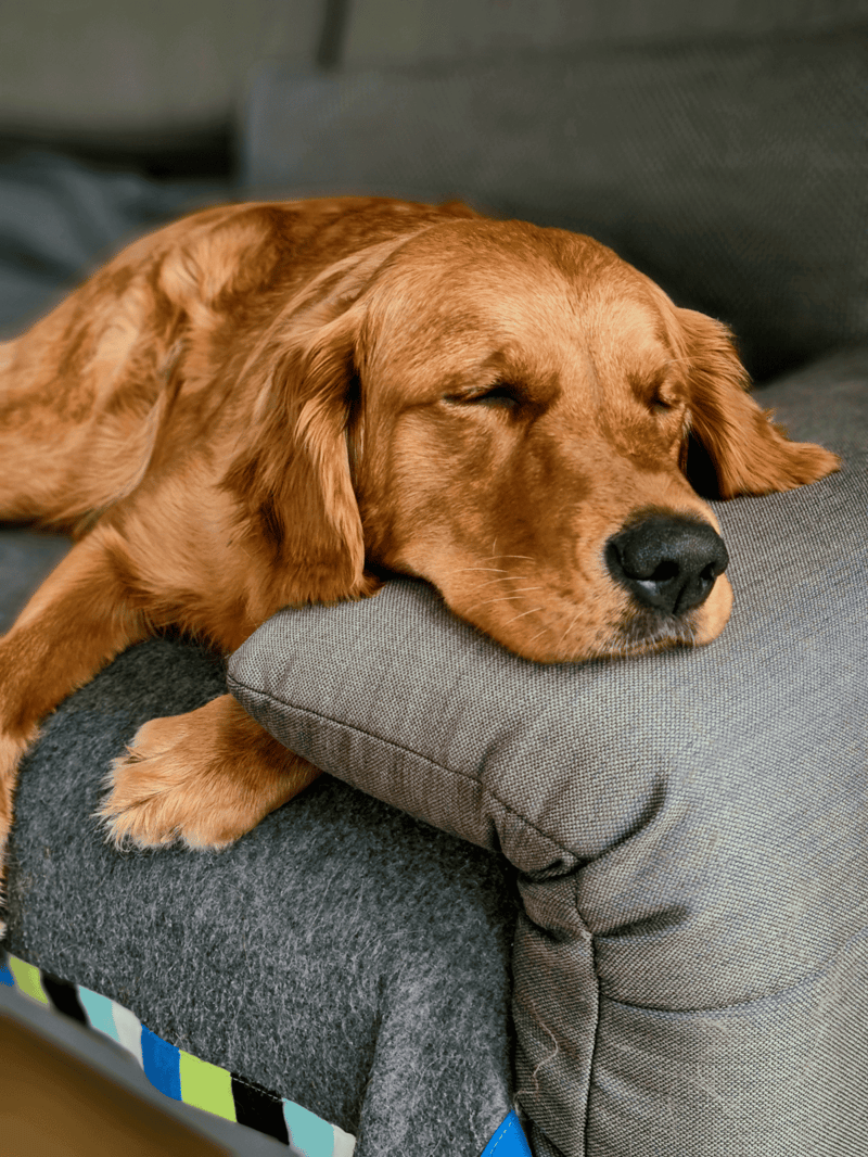 Sleeping dog relaxing on cozy gray couch cushion.
