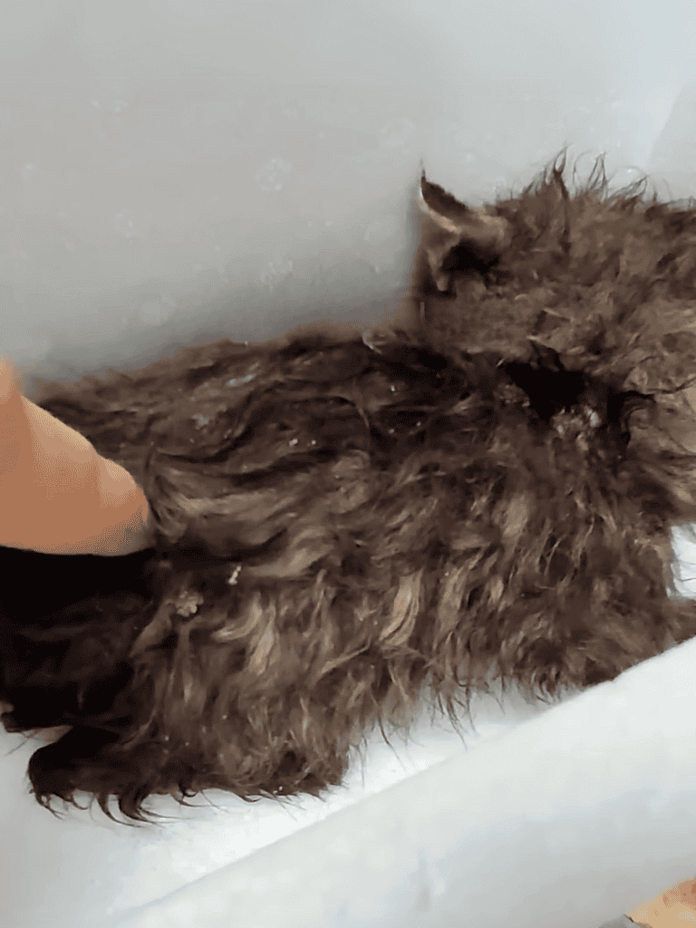 Dog grooming and bathing service.