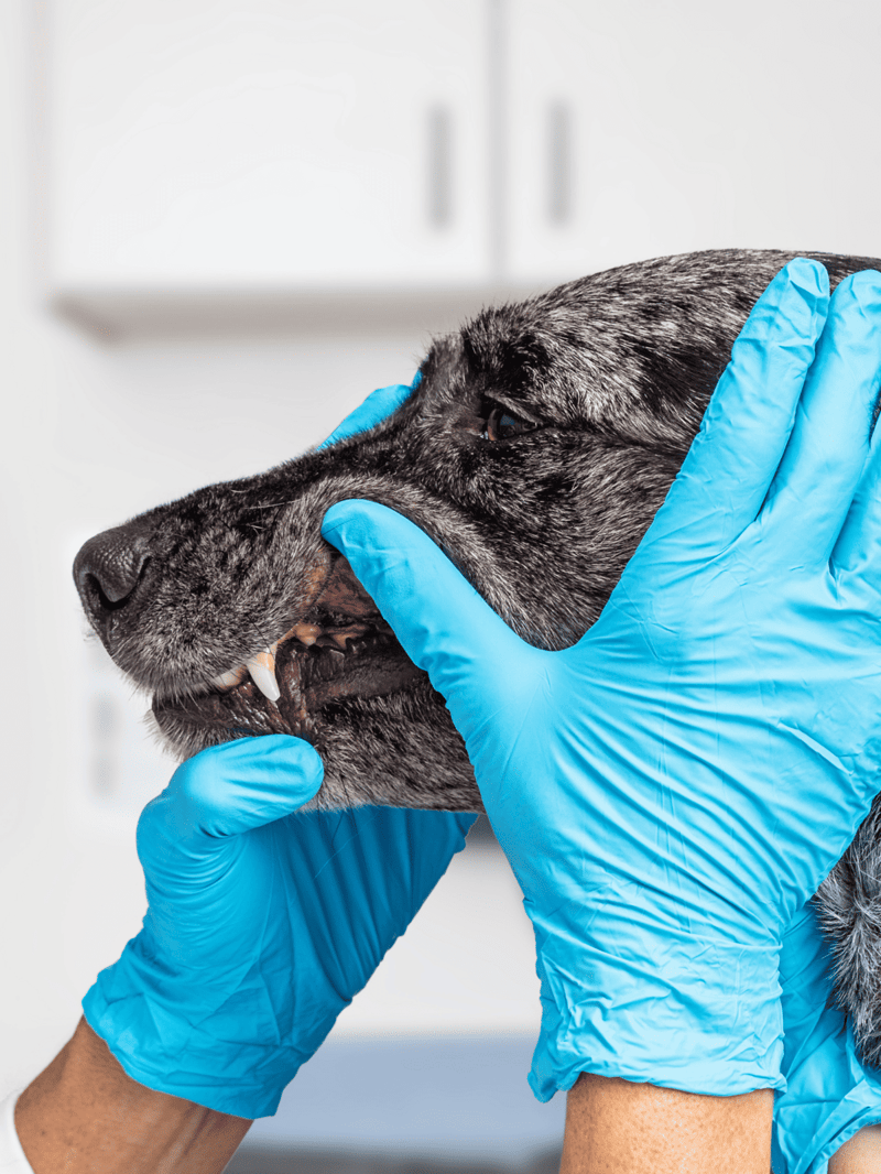 Close-up of a veterinarian inspecting a dog's mouth with gloved hands.