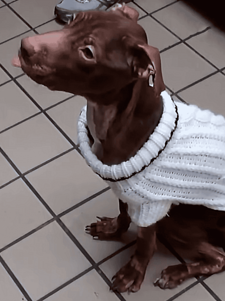 Dog wearing a white knitted sweater sitting on tiled floor.