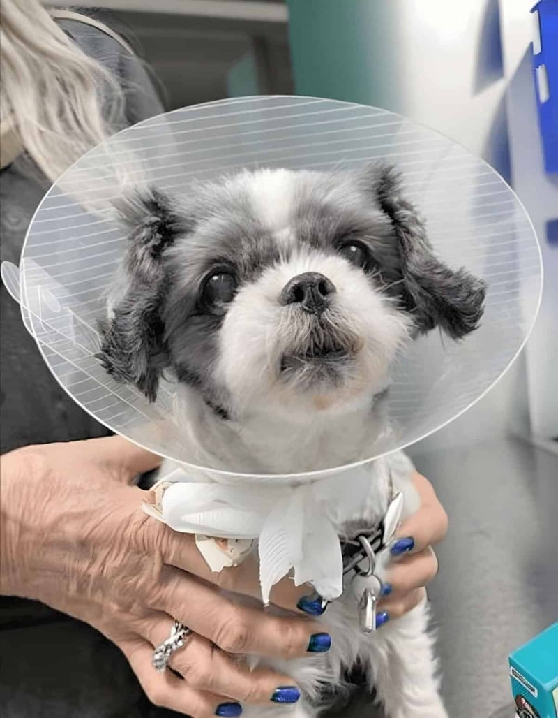 Adorable small dog wearing a protective cone at the vet, recovering from an illness or surgery.