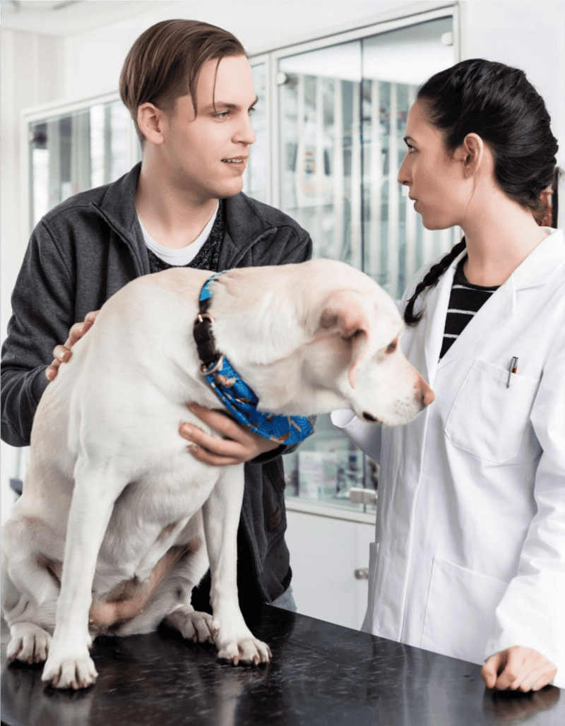 Professional vet examining a Labrador Retriever at veterinary clinic.