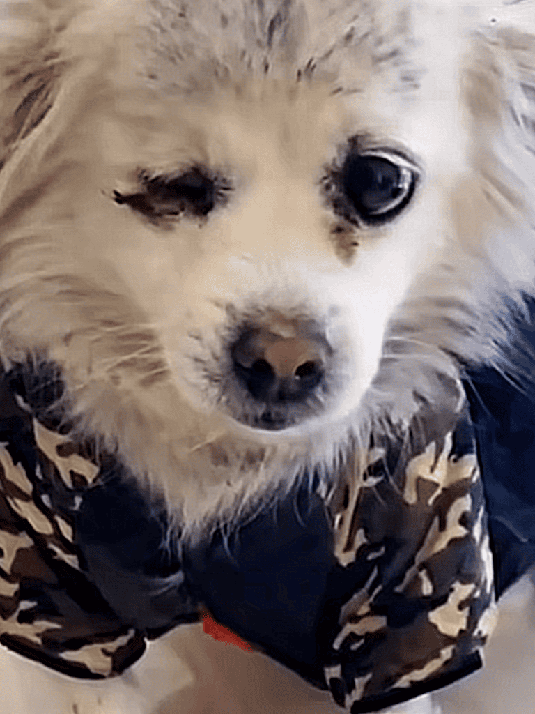Adorable dog winking in camo sweater, highlighting pet grooming and dog care services.
