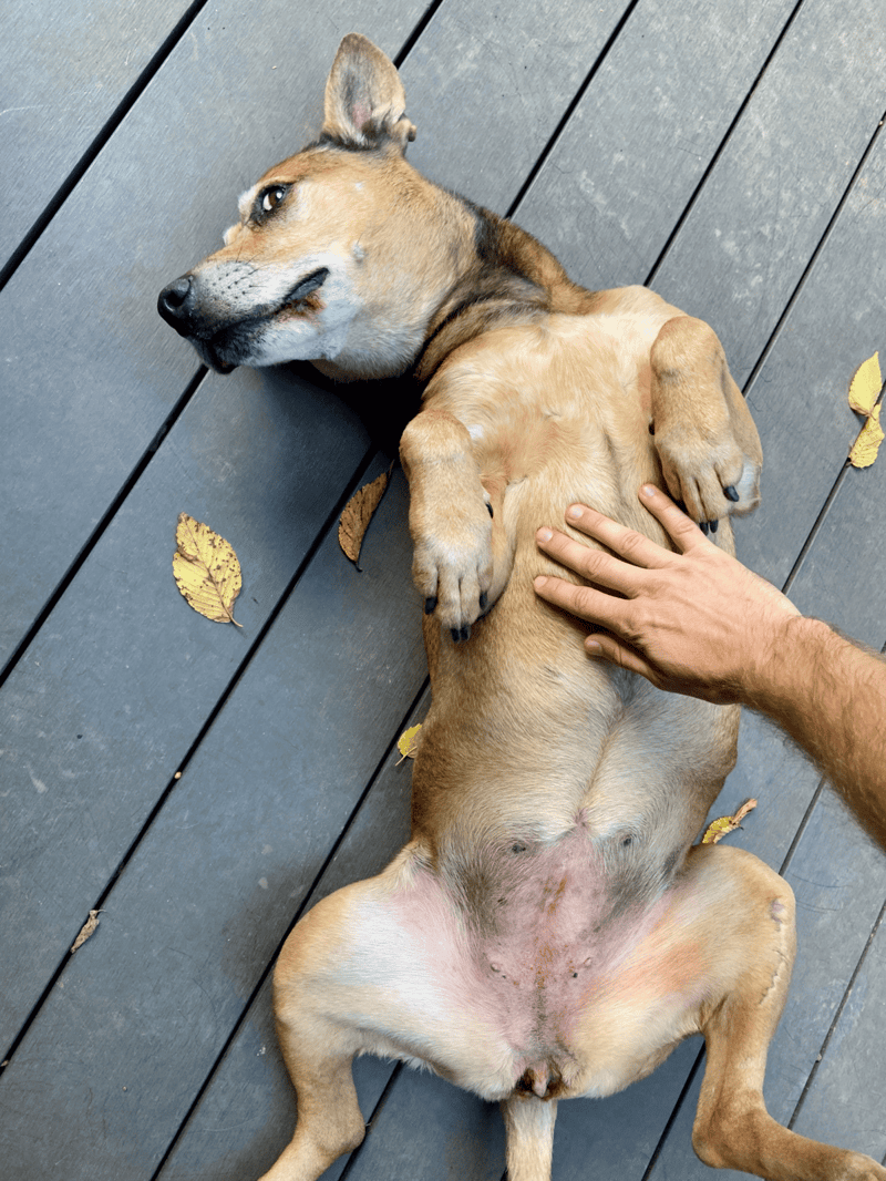 Dog lying on floor, relaxed and enjoying belly rub, in a cozy outdoor setting.