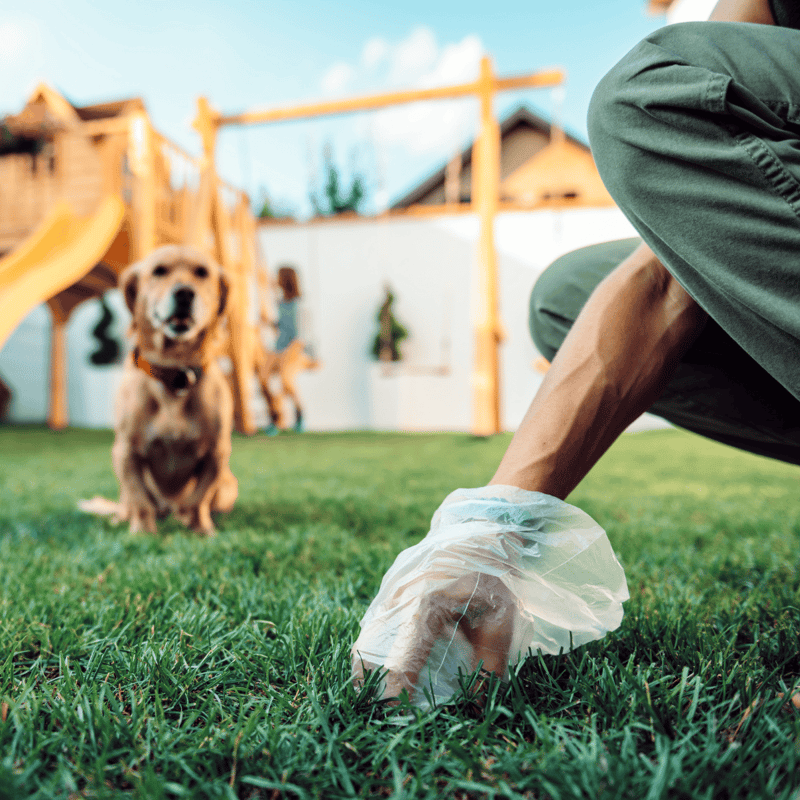 Dog cleaning in backyard, dog trainer, pet grooming, pet health, dog play, outdoor pet care, dog safety tips.