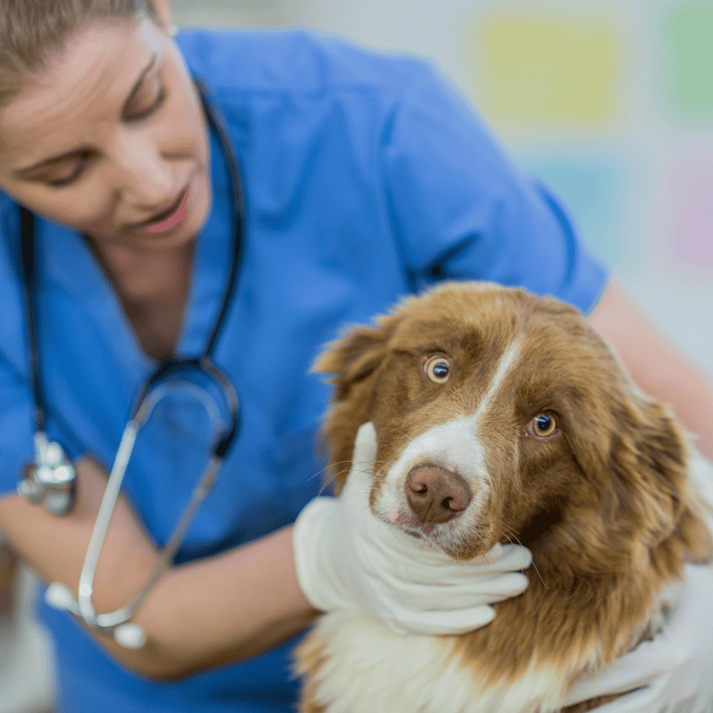 Vet examining a dog with stethoscope, veterinary clinic setting.