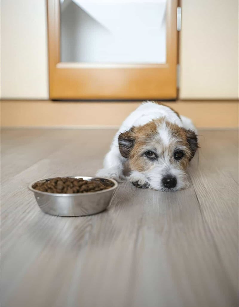 Dog lying on floor next to food bowl in cozy home setting.