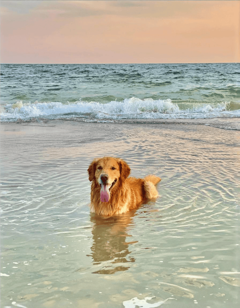Golden retriever in the ocean at sunset, enjoying a day at the beach.