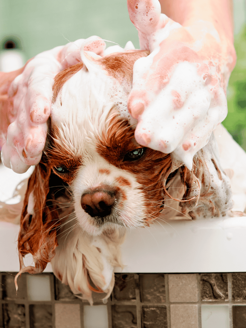 Dog being bathed with suds and soap during grooming.