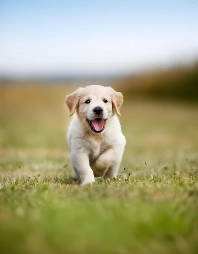 Adorable puppy enjoying nature, perfect for pet care and dog training tips.
