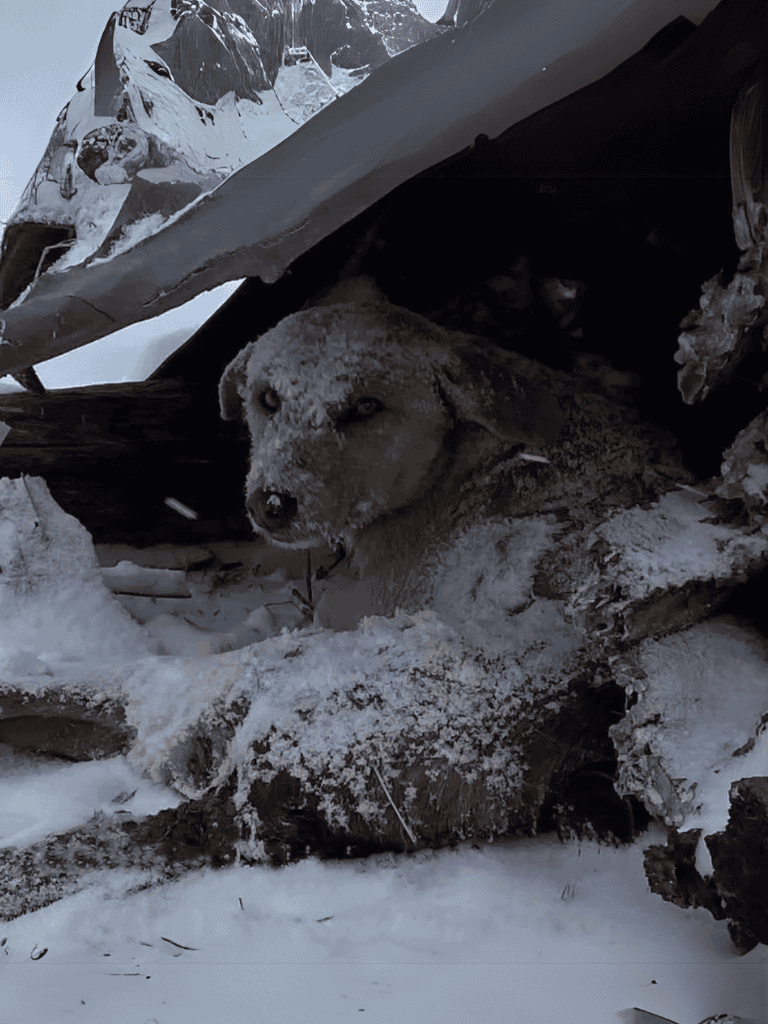 Adventurous dog resting in snow-covered mountain shelter.