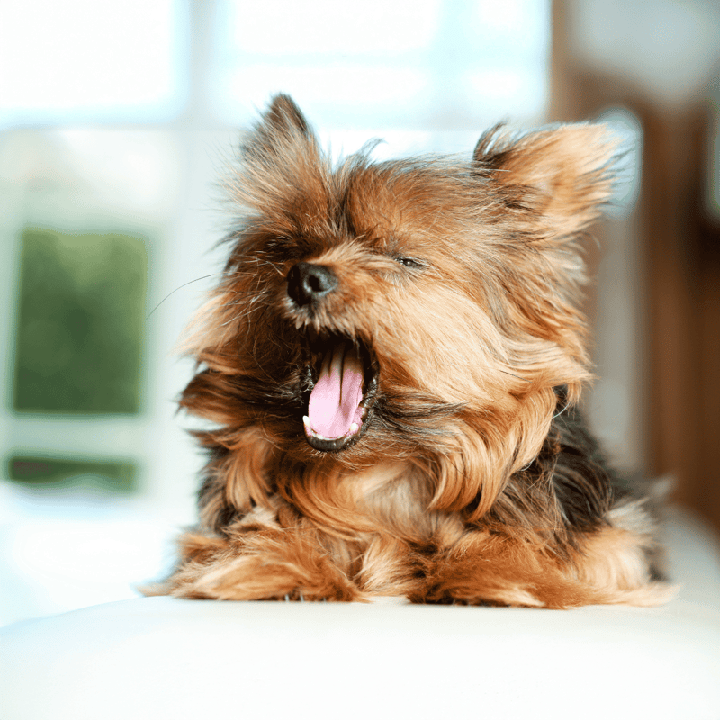Yorkie dog yawning, small fluffy brown dog with adorable expression, indoor pet photo.