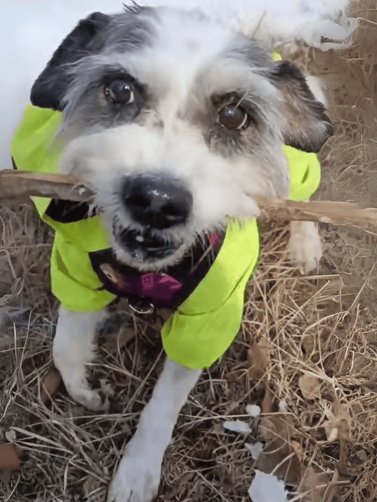 Friendly dog holding a stick in mouth, outdoor scene with dry leaves and grass.