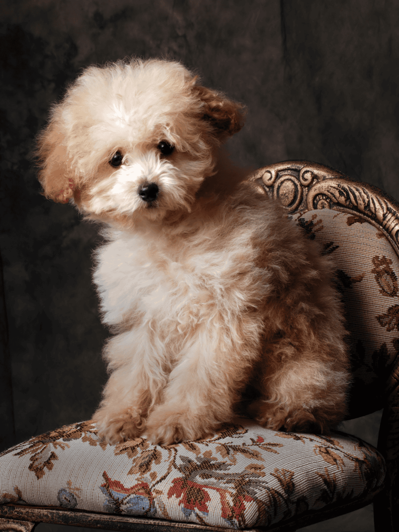 Adorable fluffy puppy dog sitting on ornate vintage chair with textured dark background.