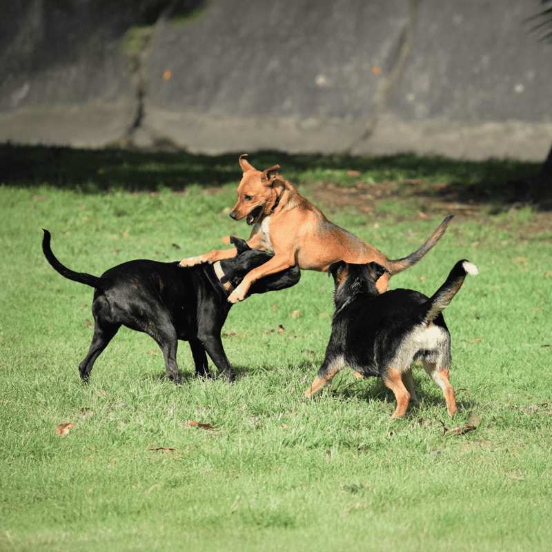Three dogs engaging in playful wrestling outdoors on green grass, displaying healthy dog play and socialization.