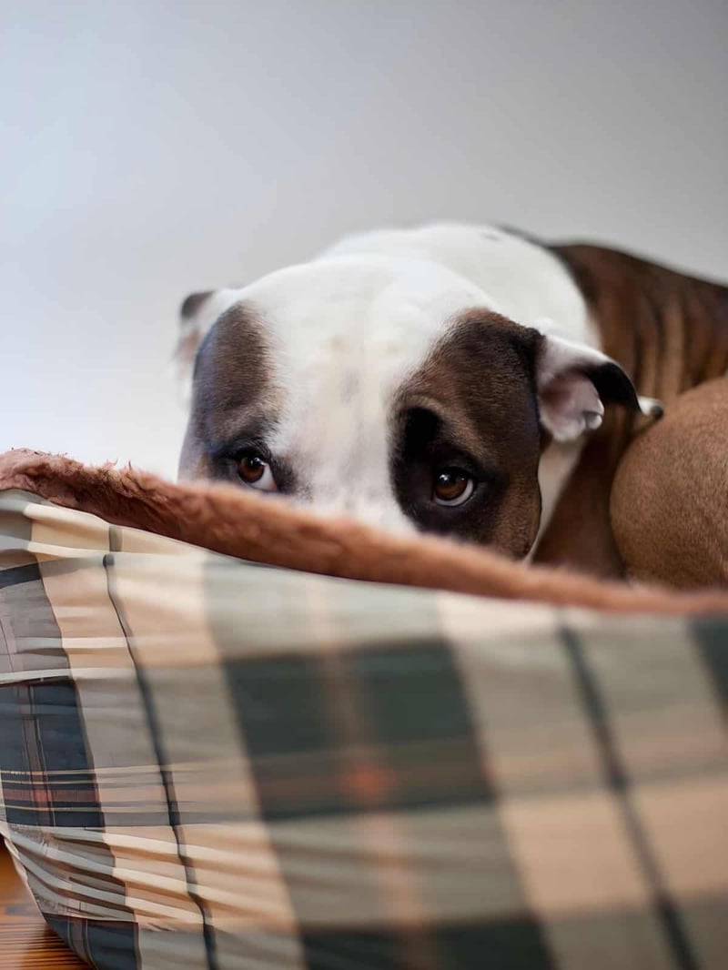Dog lying on a cozy bed, showcasing comfort and relaxation for pets. Perfect for dog owners seeking quality pet bedding solutions.