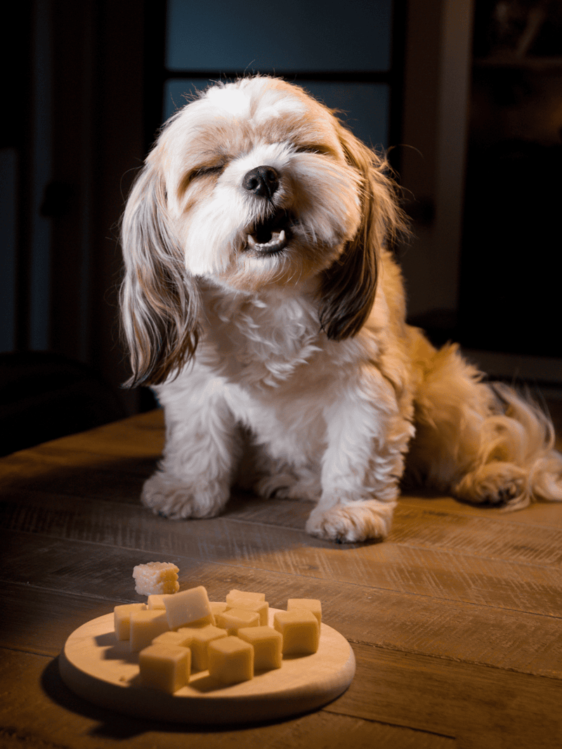 Adorable dog happy with cheese treats on a wooden table, enjoying snack time.