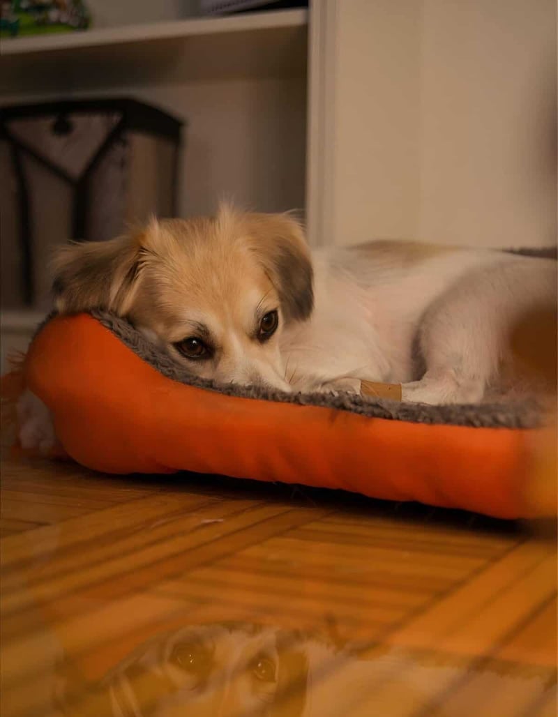 Adorable dog lying on cozy dog bed in a home setting.