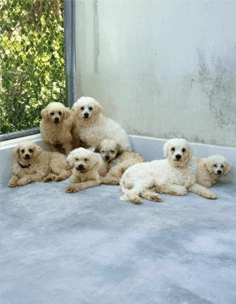 Adorable poodle puppies resting in a clean, safe dog kennel for training and socialization.